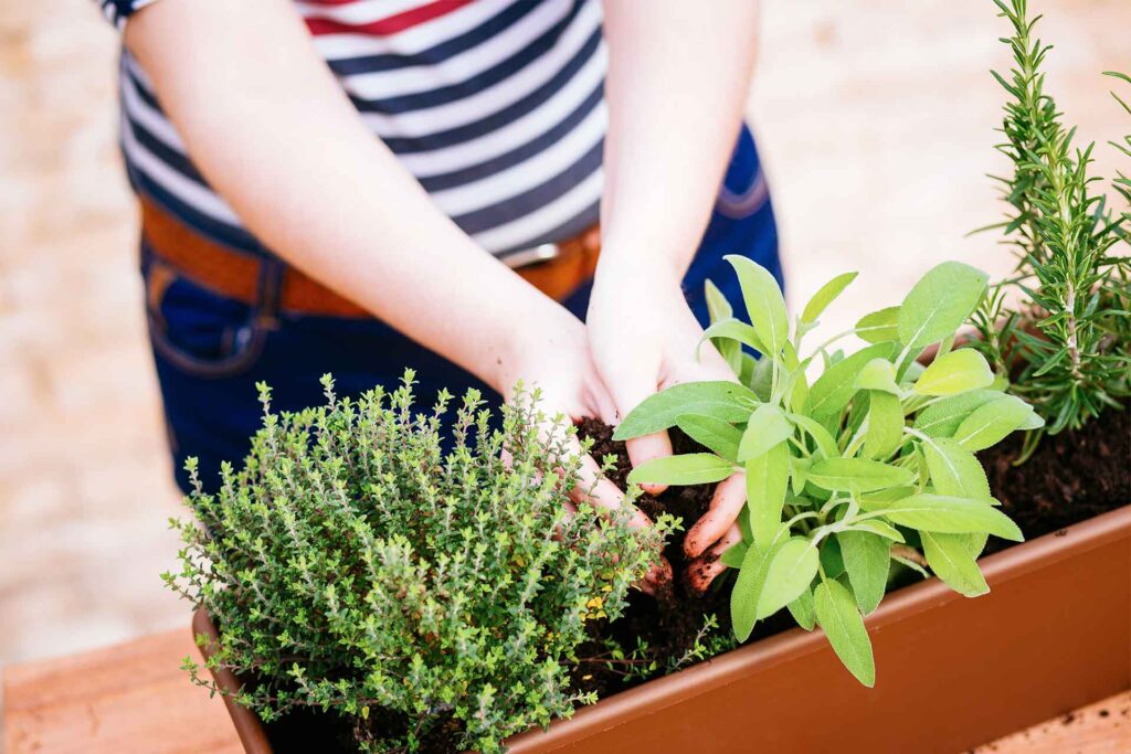 Découvrez Cultivar : application de jardinage gratuite.