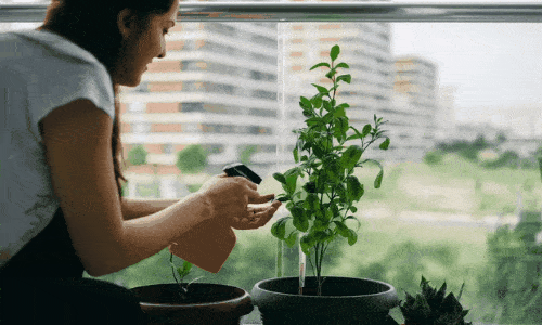 PlantNet: identificação de plantas fácil e gratuita