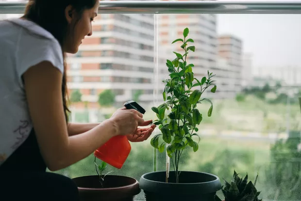 PlantNet: Identificazione facile e gratuita delle piante