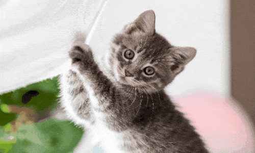 Descubra o que seu gato quer!
