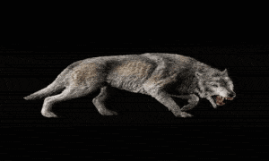 O Renascimento do Lobo: O Futuro