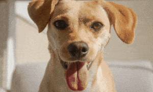 Treine seu pet com o Woofz