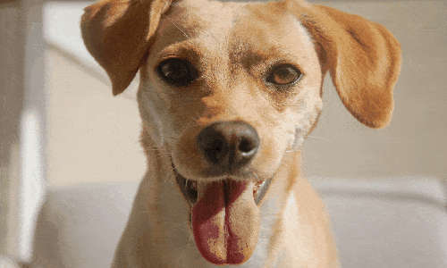 Treine seu pet com o Woofz