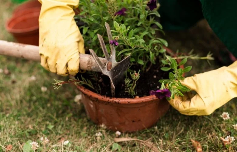 KI erstellt den idealen Garten in 5 Minuten