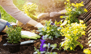 IA cria jardim ideal em 5 minutos