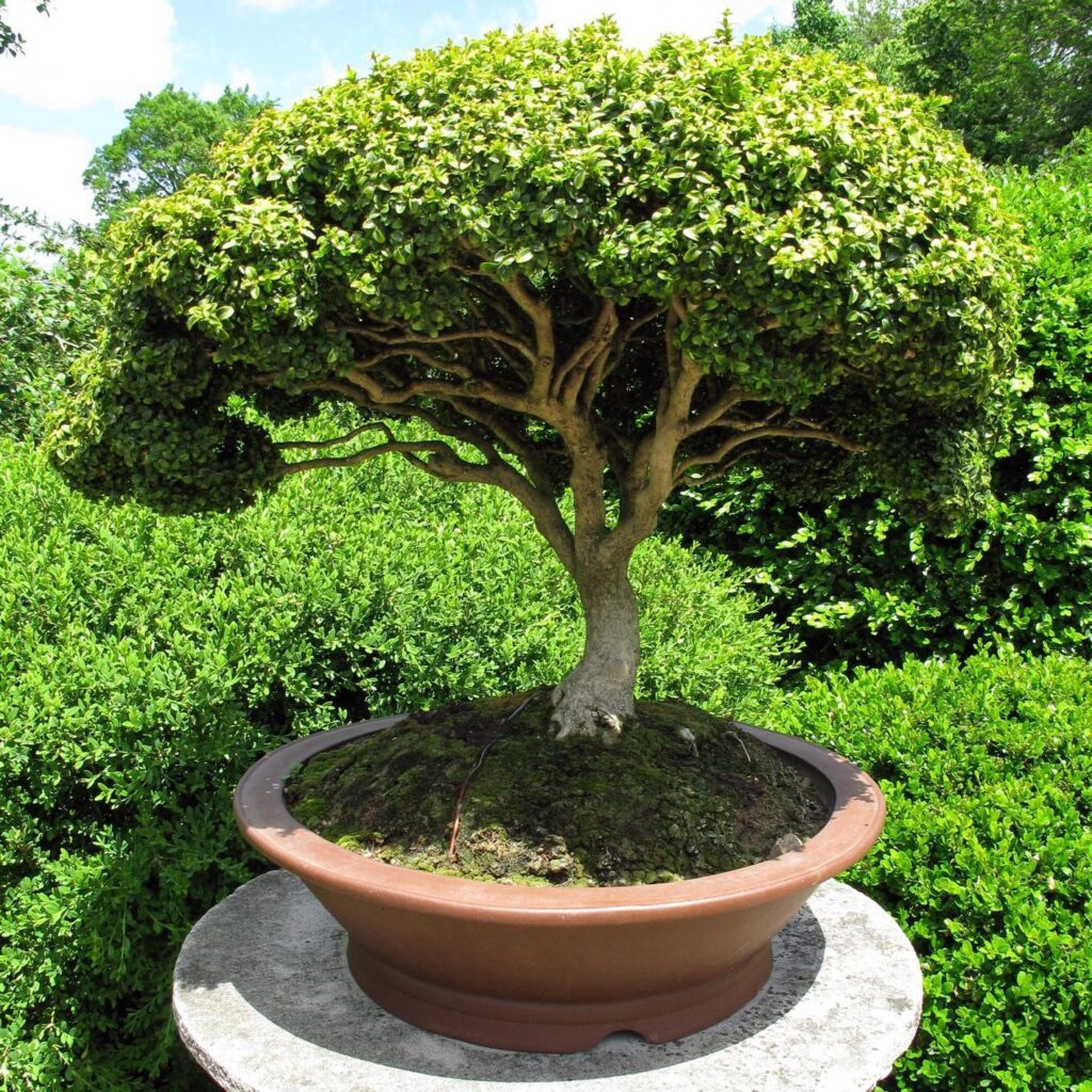 Mga Lihim ng Bonsai sa Bahay