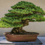 Segredos do Bonsai em Casa