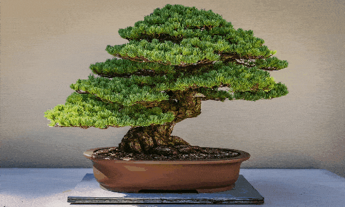 Segredos do Bonsai em Casa