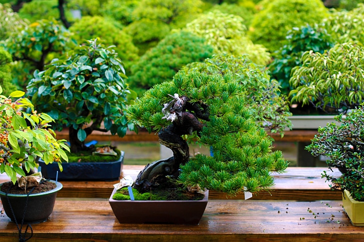 Mga Lihim ng Bonsai sa Bahay